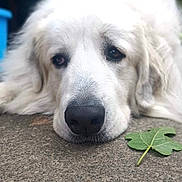 Ricky a rejoint le concours — aidez-le/la à gagner de superbes lots ! dog, white_dog, lying_down, close_up, leaf, outdoor, pet, animal, fur, resting, calm, nose, face, ear, nature, texture, concrete, expression, sleepy, peaceful