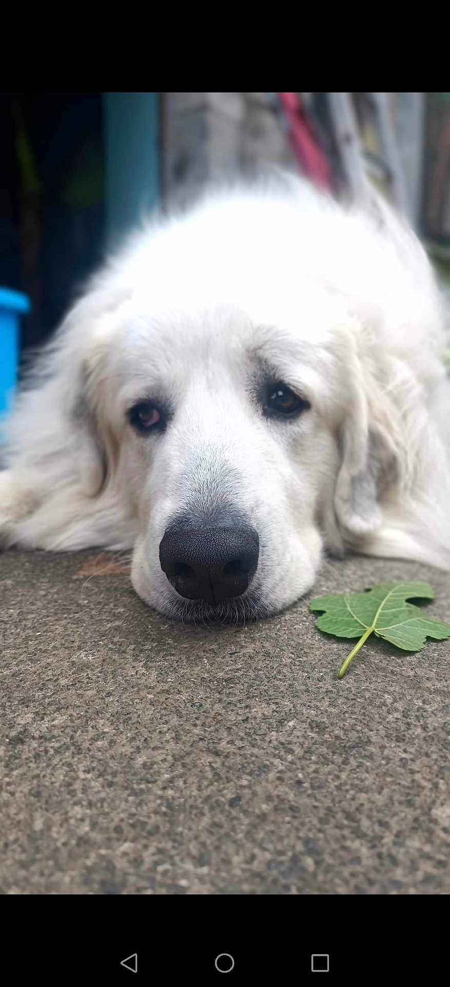 Ricky a rejoint le concours — aidez-le/la à gagner de superbes lots ! dog, white_dog, lying_down, close_up, leaf, outdoor, pet, animal, fur, resting, calm, nose, face, ear, nature, texture, concrete, expression, sleepy, peaceful