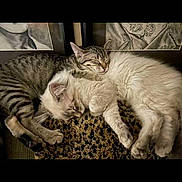 Charlotteanhenrietta is registered to the contest to win money with this photo: cat, tabby_cat, white_cat, sleeping, snuggling, pets, animal, feline, cozy, blanket, indoor, resting, cute, fur, friendship, pair, closeup, relaxation, domestic_cat, portrait