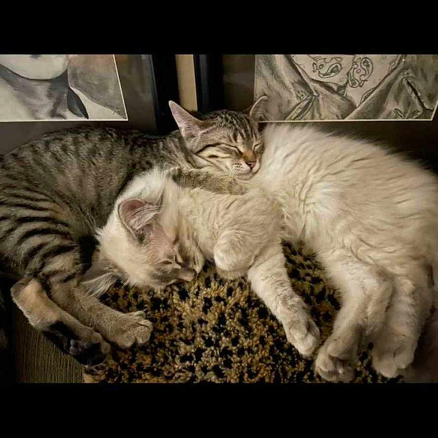 Charlotteanhenrietta