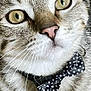 cat, tabby, close_up, bow_tie, green_eyes, whiskers, feline, pet, domestic_animal, cute, relaxed, indoor, fur, ears, paw, striped, animal_portrait, adorable, mammal, resting