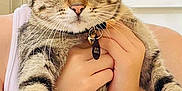 Charlotte Henrietta joined the competition — help win amazing prizes! boy, child, cat, tabby_cat, pet, animal, holding, collar, tag, eyes, face, hands, fur, striped, indoor, white_shirt, portrait, closeup, cute, curious