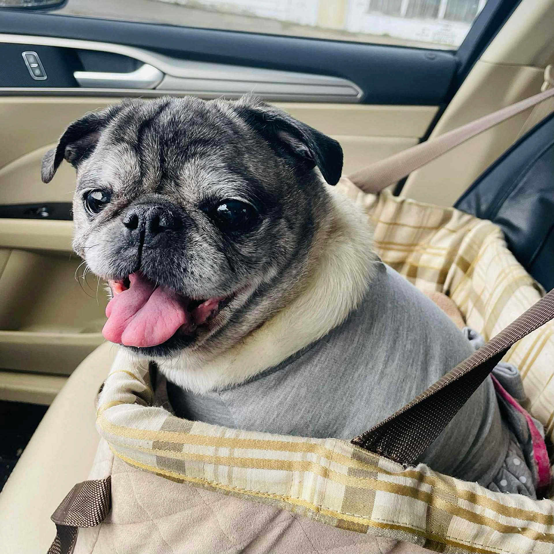 Princess Leia is registered to the contest to win money with this photo: dog, pug, pet, car, car_seat, seat_belt, tongue_out, happy, gray_shirt, beige, checkered, pet_carrier, close_up, animal, cute, companion, transport, indoor, smiling, leisure