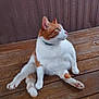 Bob is registered to the contest to win money with this photo: cat, orange_cat, white_cat, sitting, wooden_floor, indoor, pet, animal, relaxed, funny_pose, feline, whiskers, paws, collar, looking_away, cute, fur, domestic_cat, mammal, side_view