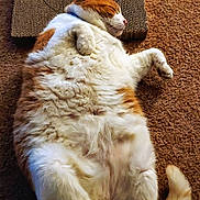Bob joined the competition — help win amazing prizes! cat, orange_cat, white_cat, fluffy, sleeping, relaxed, carpet, scratching_pad, pet, indoor, cute, feline, fur, paws, tail, resting, animal, domestic_cat, cozy, lying_down