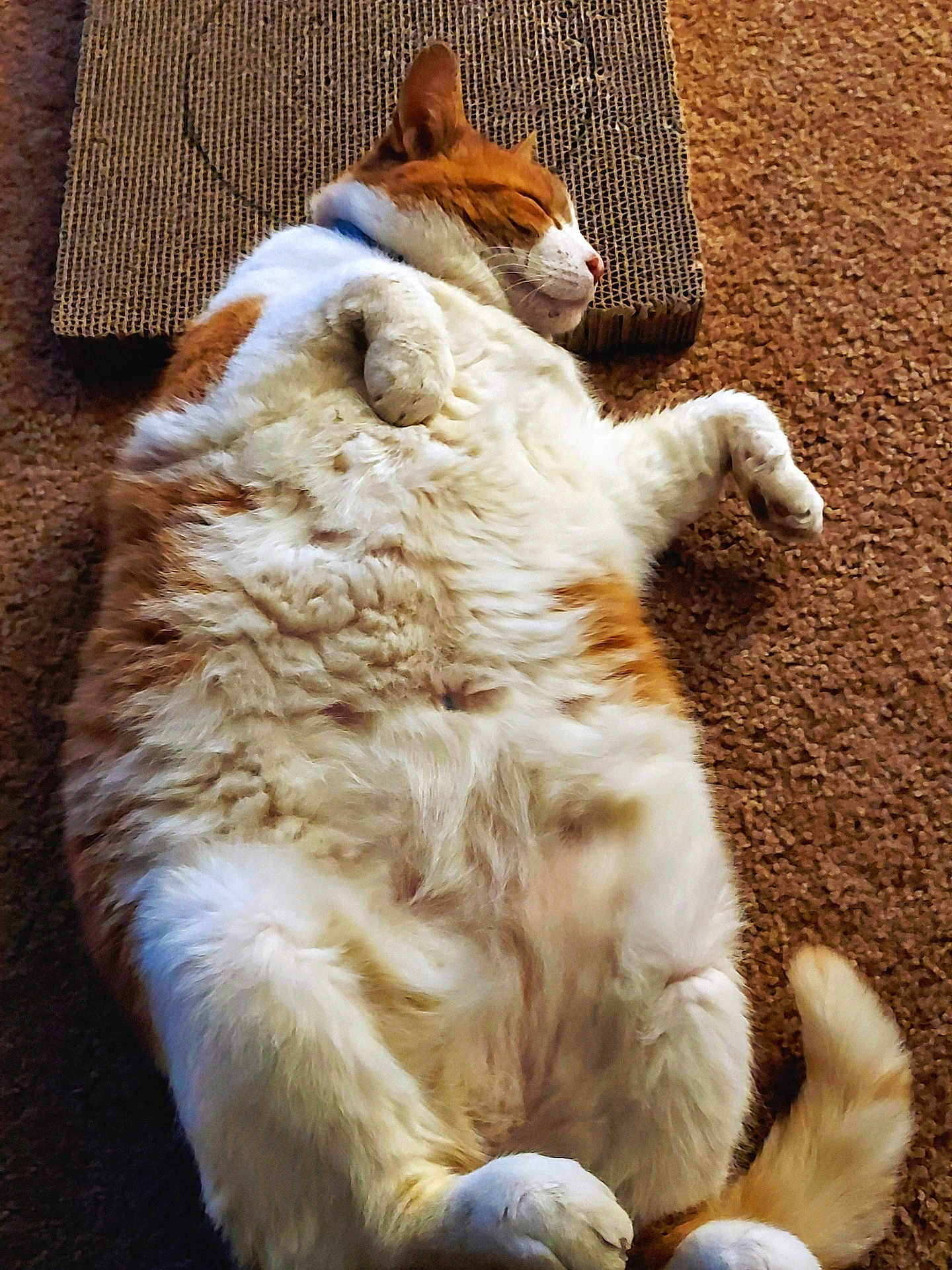 Bob