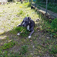 Oxana a rejoint le concours — aidez-le/la à gagner de superbes lots ! animal, black_coat, canine, daylight, dog, fence, flower, garden, grass, greenery, nature, outdoor, peaceful, pet, plants, relaxed, resting, summer, sunlight, white_paws
