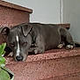 animal, canine, closeup, collar, contemplative, dog, domestic, floor, gray_dog, house, indoor, laying_down, pet, plant, portrait, potted_plant, quiet, relaxed, resting, stairs
