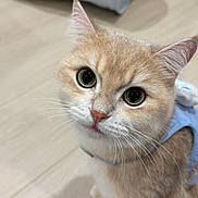 Sago joined the competition — help win amazing prizes! animal, big_eyes, blue_outfit, cat, close_up, curious, cute, domestic_animal, feline, floor, fluffy, indoor, kitten, light_brown_fur, looking_up, pet, portrait, soft_lighting, whiskers, young_cat