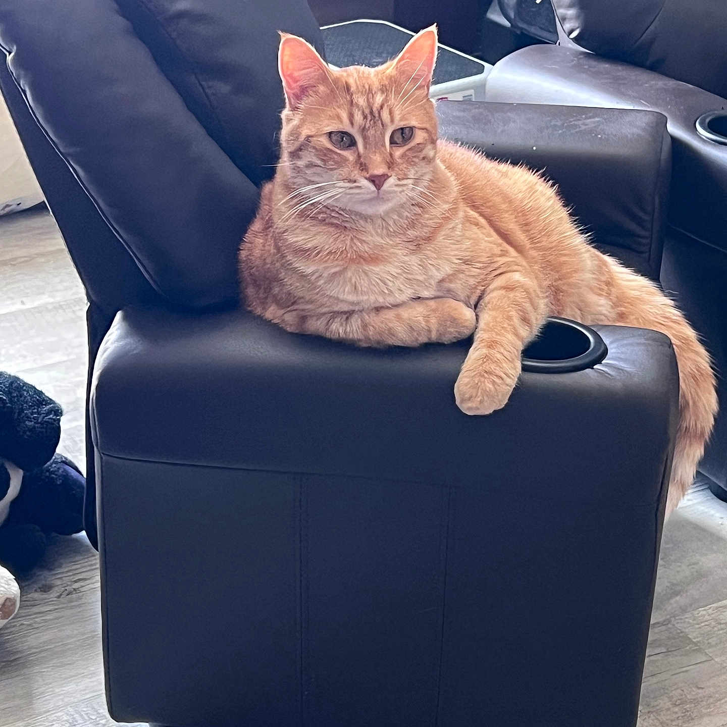 Jacka-Boi joined the competition — help win amazing prizes! animal, armchair, cat, chair, furniture, ottoman, pet, recliner