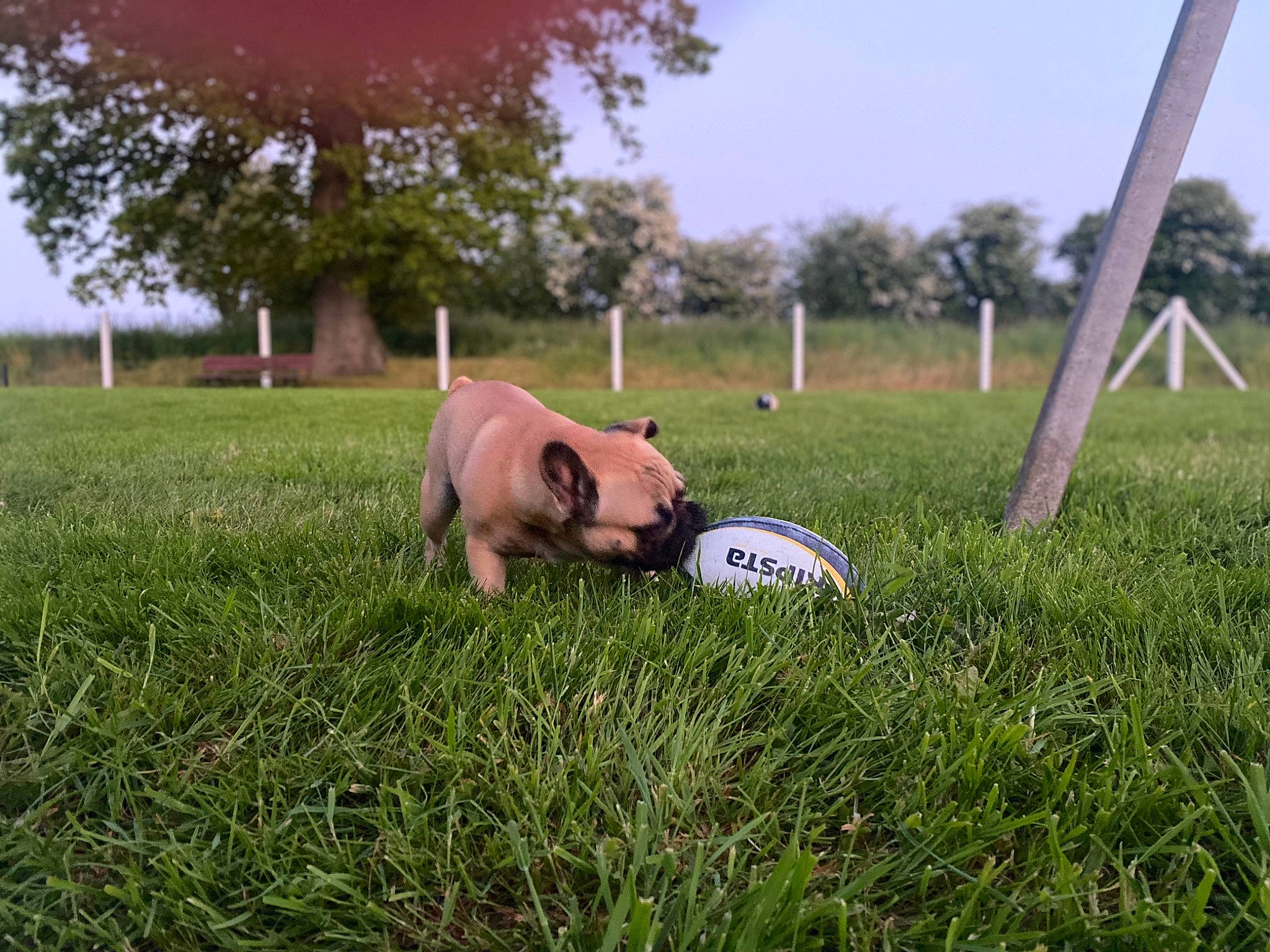 Taz a rejoint le concours — aidez-le/la à gagner de superbes lots ! agriculture, ball, carnivore, companion_dog, dog_breed, fawn, field, grass, grassland, grazing, landscape, meadow, plain, plant, prairie, sky, snout, terrestrial_animal, tree, working_animal