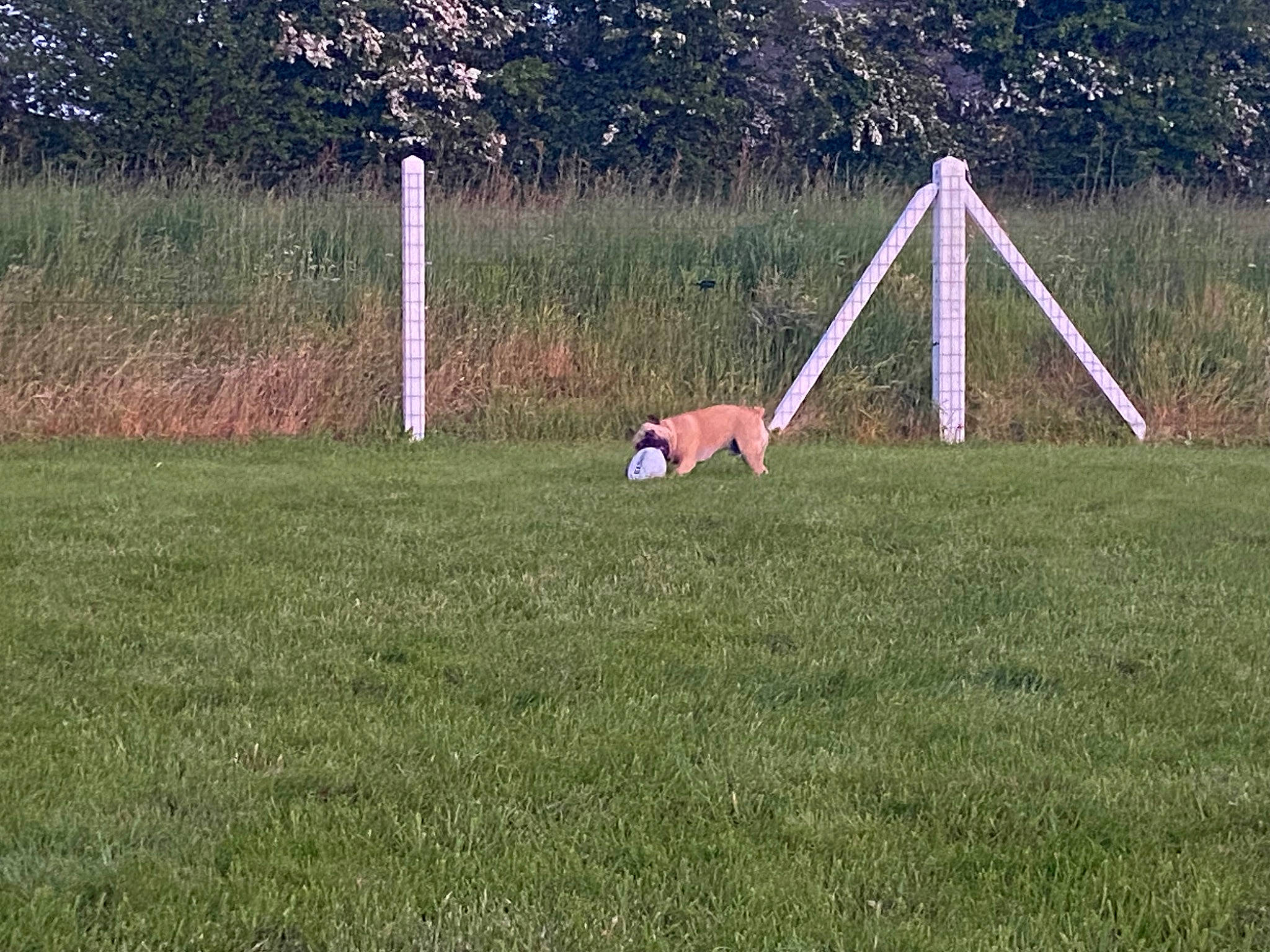 Taz participe au concours pour gagner de l'argent avec cette photo : ball, carnivore, companion_dog, dog, dog_breed, fence, field, football, grass, grassland, leisure, net, pasture, plant, soil, sporting_group, sports, sports_equipment, tree, wood