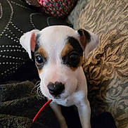Bear is registered to the contest to win money with this photo: accessories, animal, beagle, bulldog, canine, cap, chihuahua, clothing, couch, cushion, dog, furniture, hat, homedecor, hound, pet, pointer, puppy, strap, terrier
