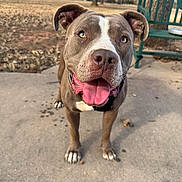 Toby is registered to the contest to win money with this photo: dog, pitbull, canine, tongue, panting, close_up, bench, park, tree, grass, paws, nose, eyes, collar, outdoor, pet, happy, concrete, autumn_leaves, portrait