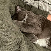 Gribouille participe au concours pour gagner de l'argent avec cette photo : abyssinian, animal, blanket, cat, couch, furniture, kitten, person, pet, quilt, sleeping