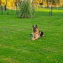 dog, german_shepherd, grass, lawn, outdoor, nature, tree, plant, greenery, pet, canine, relaxing, sunlight, autumn, fence, shrub, animal, peaceful, daytime, park