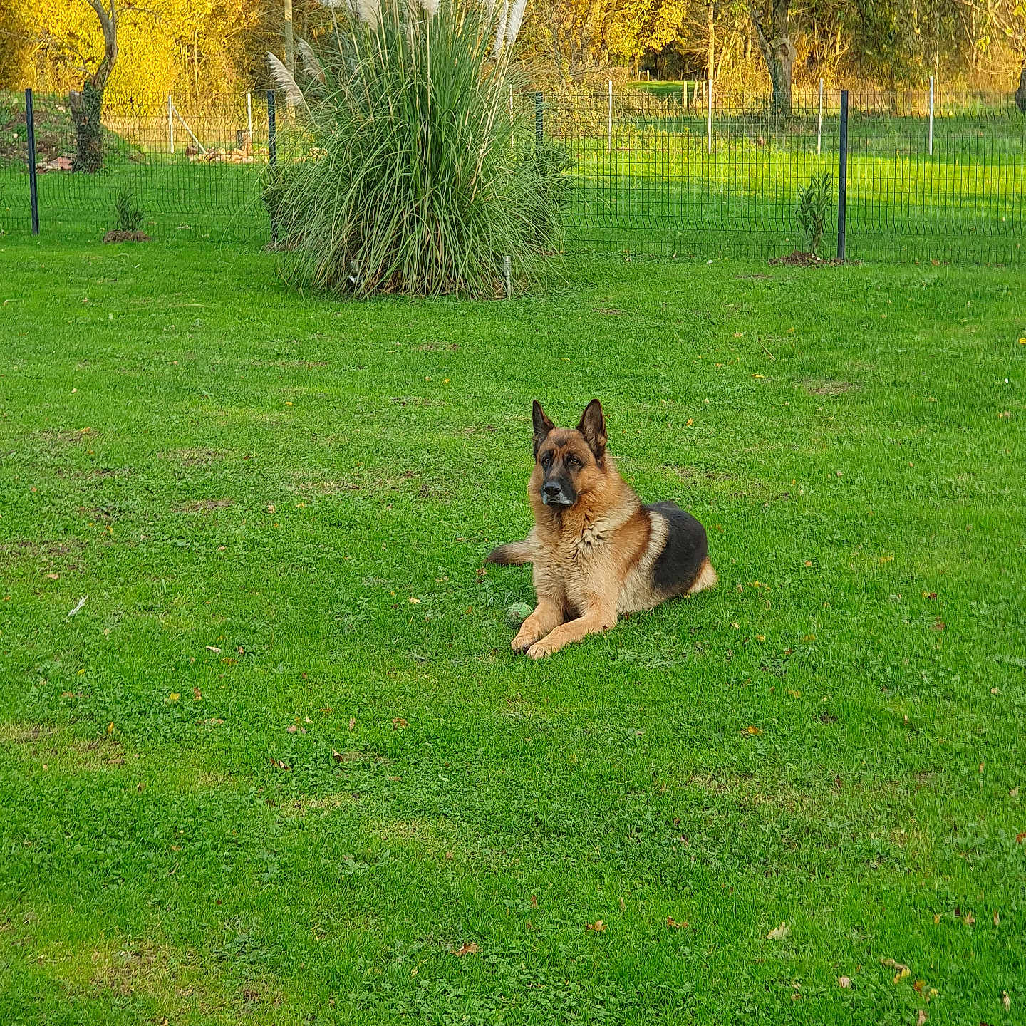 Snapy participe au concours pour gagner de l'argent avec cette photo : animal, autumn, canine, daytime, dog, fence, german_shepherd, grass, greenery, lawn, nature, outdoor, park, peaceful, pet, plant, relaxing, shrub, sunlight, tree
