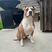 Tayron participe au concours pour gagner de l'argent avec cette photo : animal, attentive, backyard, brown_and_white, calm, concrete, dog, ears, fence, grill, outdoor, patio, paws, pet, quiet, sitting, sky, snout, tail, wooden