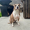 dog, brown_and_white, sitting, patio, concrete, outdoor, fence, grill, wooden, pet, animal, calm, attentive, ears, tail, snout, paws, quiet, backyard, sky