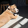 dog, tan, white, laying_down, floor, tile, shadow, sunlight, indoor, curtains, furniture, wooden_chair, pet, looking_back, calm, relaxed, ears, snout, window_light, domestic