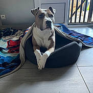 Tayron a rejoint le concours — aidez-le/la à gagner de superbes lots ! dog, pet, indoor, blanket, bed, floor, window, door, light, tile_floor, calm, resting, brown_and_white, ears, paws, furniture, home, relaxing, canine, animal