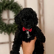 Ace joined the competition — help win amazing prizes! puppy, dog, black_fur, red_bow_tie, hand, bracelet, indoor, window, wreath, decor, portrait, cute, curly_fur, pet, animal, furniture, holding, close_up, soft_background, cozy
