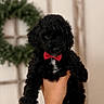 puppy, dog, black_fur, red_bow_tie, hand, bracelet, indoor, window, wreath, decor, portrait, cute, curly_fur, pet, animal, furniture, holding, close_up, soft_background, cozy