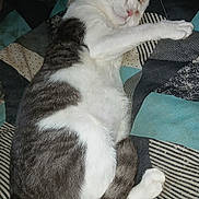 Bandit is registered to the contest to win money with this photo: bedding, blanket, cat, close_up, cozy, cute, domestic_cat, feline, gray_fur, indoor, nap, paw, pet, portrait, relaxed, sleeping, sleeping_cat, tail, whiskers, white_fur