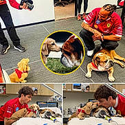 Benjamín is registered to the contest to win money with this photo: man, dog, bulldog, small_dog, veterinary, medical_equipment, red_shirt, interaction, caring, hospital, indoor, compassion, pet, medicine, hospital_bed, collage, animal_care, friendship, person, floor