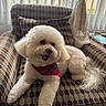 Benjamín is registered to the contest to win money with this photo: dog, white_dog, fluffy, bandana, armchair, patterned_furniture, indoor, window, curtain, vertical_blinds, pet, happy, relaxed, smiling, fur, tail, cushion, home_interior, natural_light, cozy