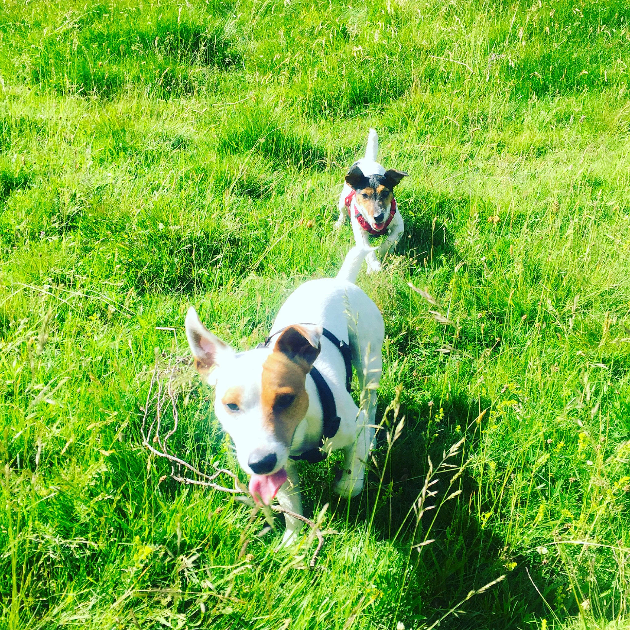 Lucien a rejoint le concours — aidez-le/la à gagner de superbes lots ! canidae, carnivore, companion_dog, dog, dog_breed, grass, jack_russell_terrier, lawn, meadow, pasture, plant, puppy, smooth_fox_terrier