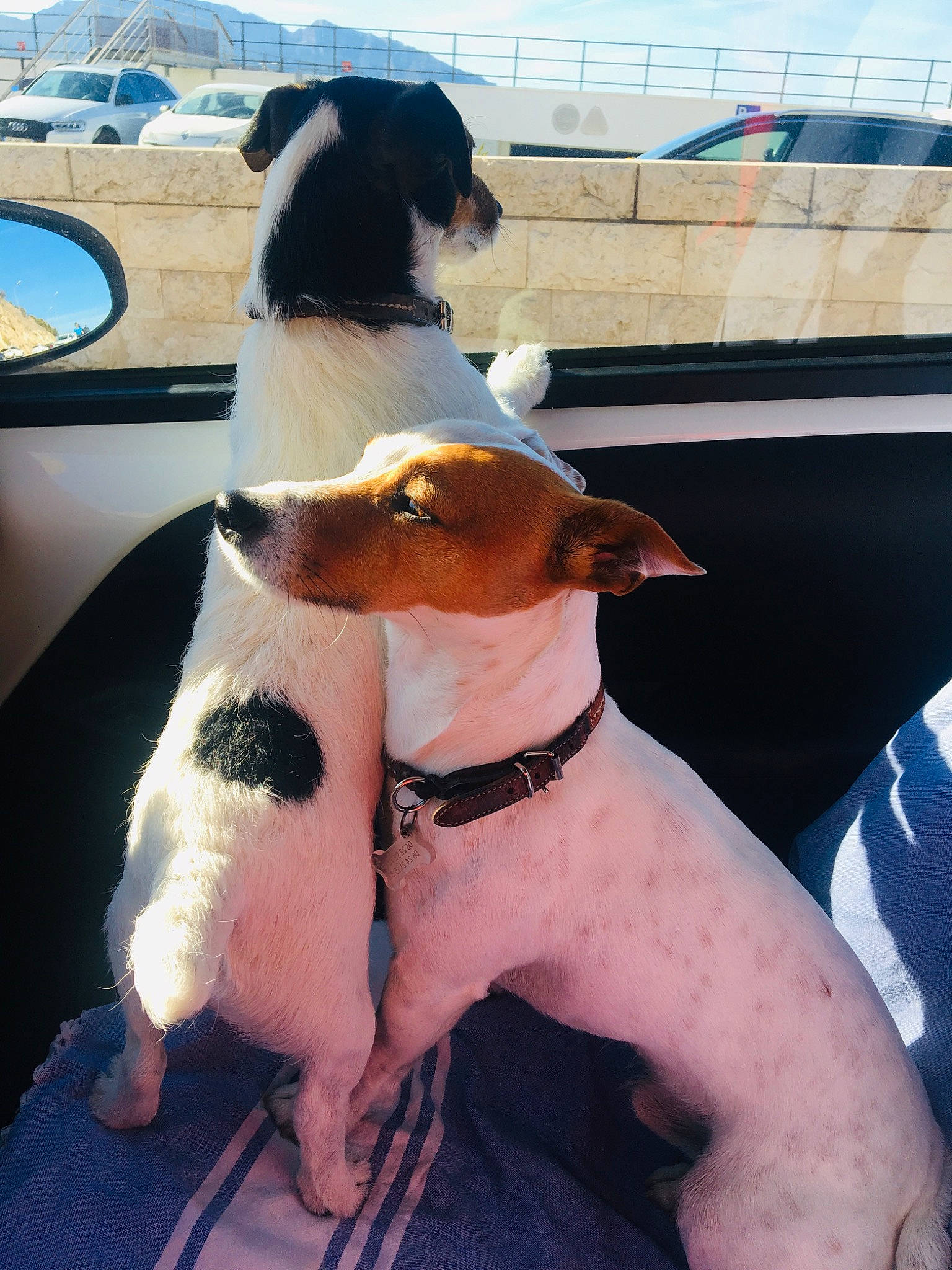 Lucien participe au concours pour gagner de l'argent avec cette photo : brazilian_terrier, canidae, carnivore, chilean_fox_terrier, companion_dog, danish_swedish_farmdog, dog, dog_breed, fox_terrier, jack_russell_terrier, mammal, miniature_fox_terrier, rat_terrier, ratonero_bodeguero_andaluz, smooth_fox_terrier, snout, sporting_group, tenterfield_terrier, toy_fox_terrier, vertebrate