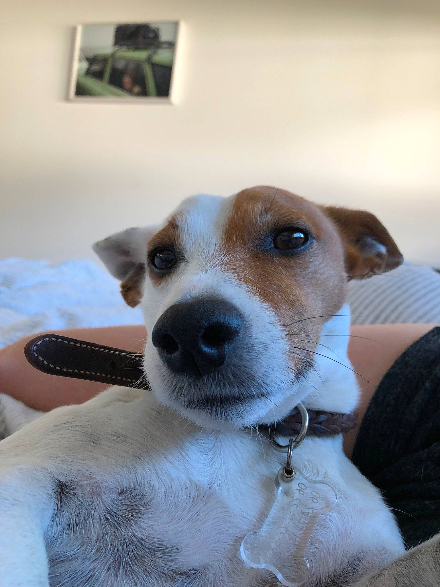 Lucien participe au concours pour gagner de l'argent avec cette photo : canidae, carnivore, companion_dog, danish_swedish_farmdog, dog, dog_breed, feist, fox_terrier, irishjacks, jack_russell_terrier, mammal, nose, parson_russell_terrier, potcake_dog, puppy, russell_terrier, smooth_fox_terrier, snout, vertebrate, whiskers