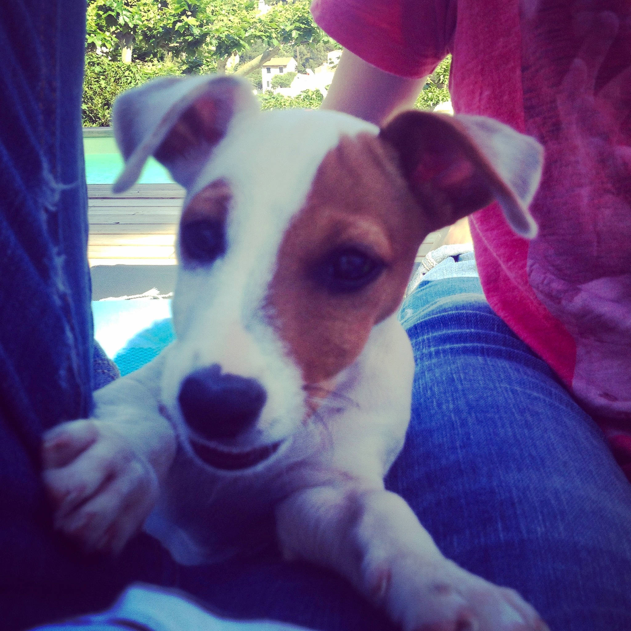 Lucien participe au concours pour gagner de l'argent avec cette photo : canidae, carnivore, companion_dog, dog, dog_breed, feist, fox_terrier, irishjacks, jack_russell_terrier, mammal, miniature_fox_terrier, nose, puppy, rare_breed_dog, rat_terrier, russell_terrier, smooth_fox_terrier, snout, treeing_feist, vertebrate