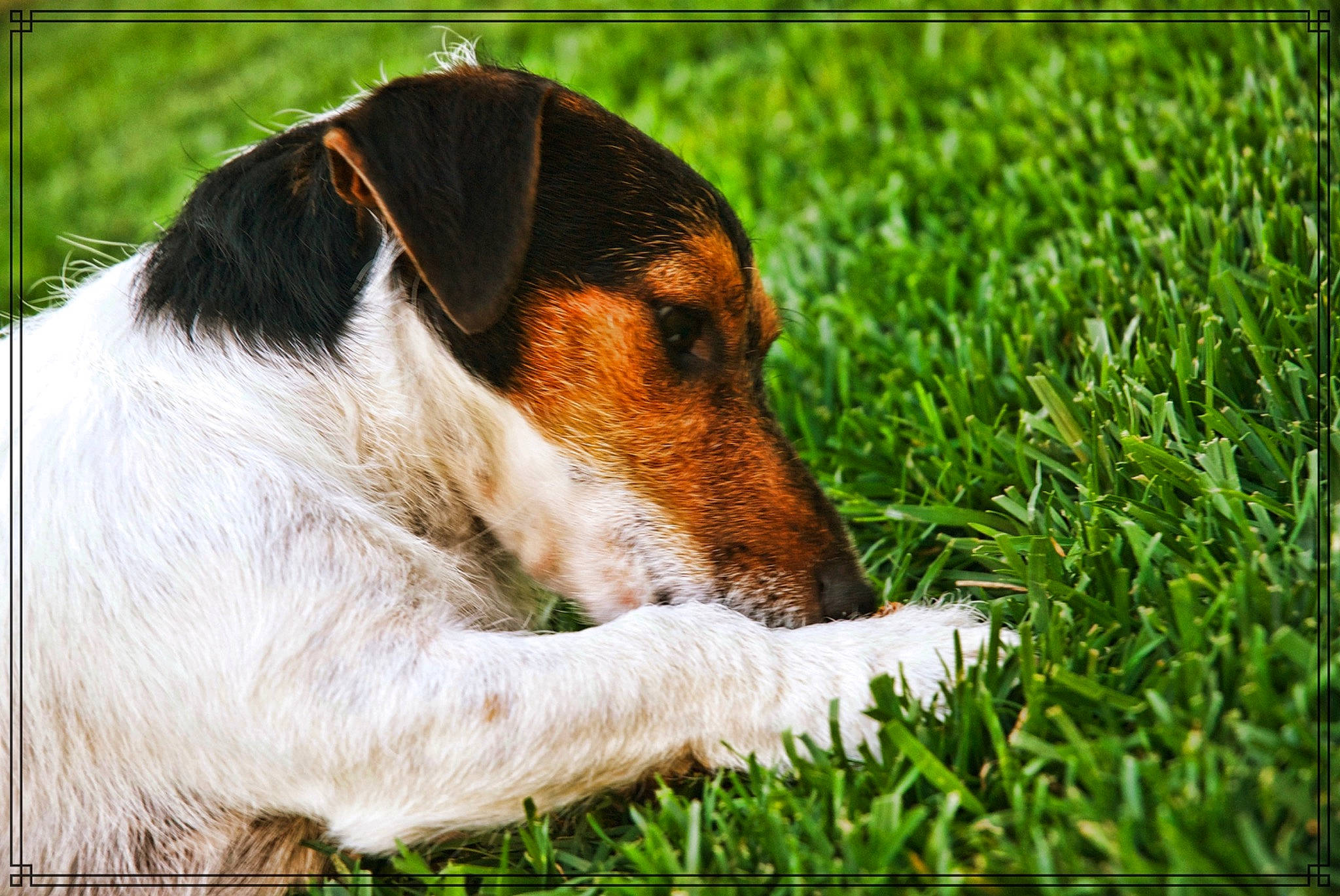 Maurice participe au concours pour gagner de l'argent avec cette photo : american_foxhound, artois_hound, beagle, canidae, carnivore, companion_dog, dog, dog_breed, english_foxhound, estonian_hound, finnish_hound, grass, halden_hound, harrier, mammal, rare_breed_dog, russell_terrier, serbian_tricolour_hound, snout, vertebrate