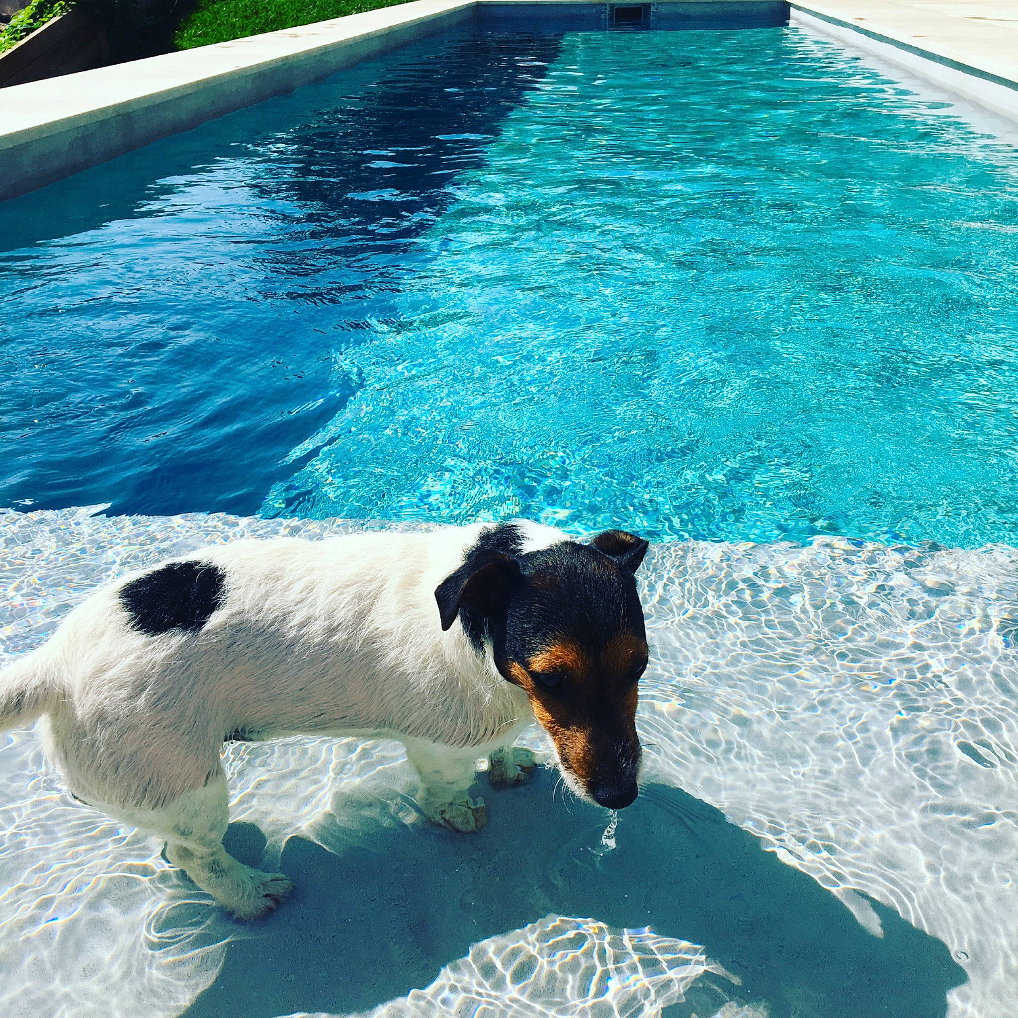 Maurice participe au concours pour gagner de l'argent avec cette photo : canidae, carnivore, companion_dog, dog, dog_breed, fox_terrier, fun, jack_russell_terrier, leisure, play, rat_terrier, recreation, small_terrier, smooth_fox_terrier, summer, swimming_pool, terrier, vacation, water
