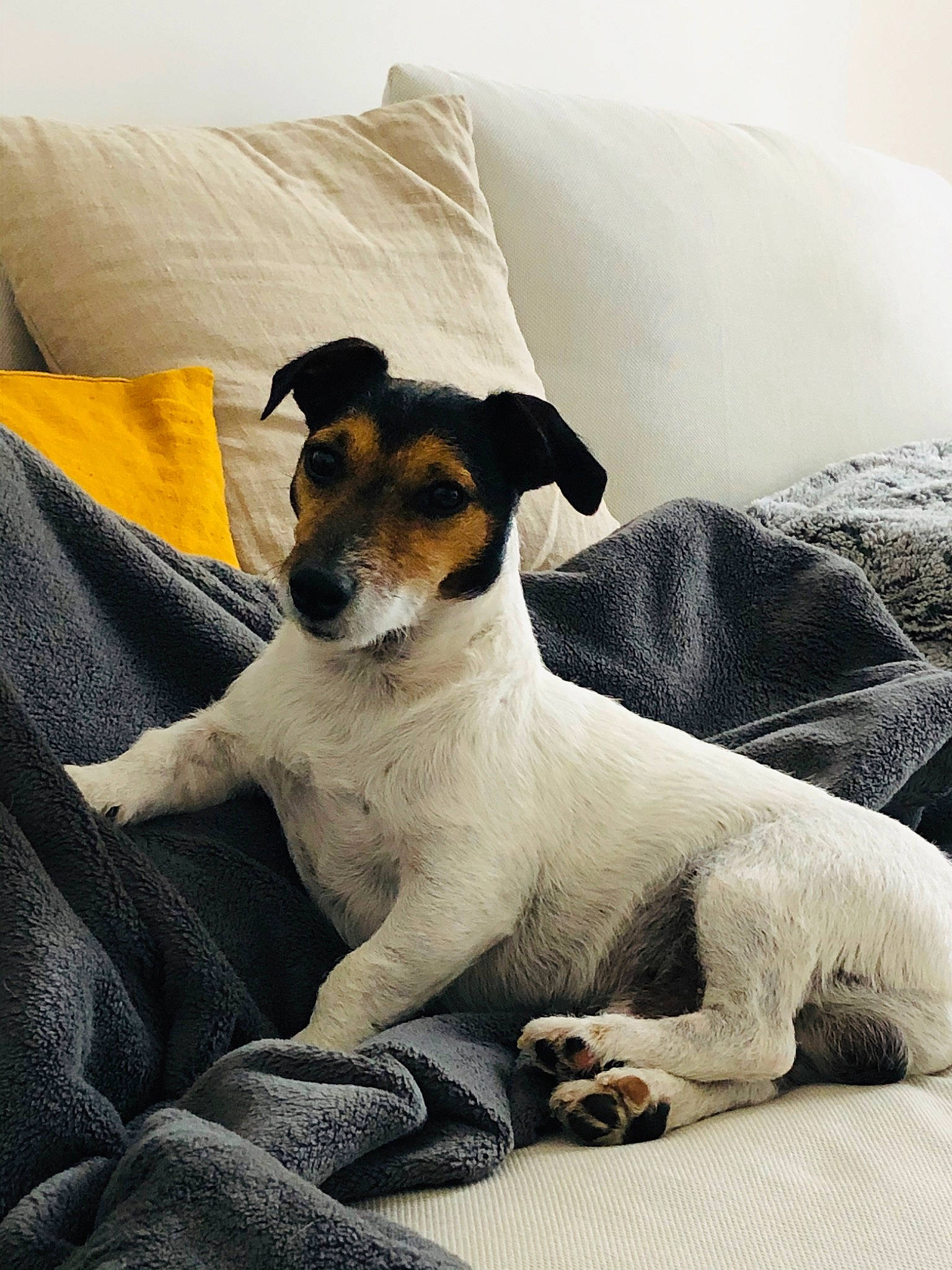 Maurice a rejoint le concours — aidez-le/la à gagner de superbes lots ! brazilian_terrier, canidae, carnivore, chilean_fox_terrier, companion_dog, danish_swedish_farmdog, dog, dog_breed, fox_terrier, jack_russell_terrier, japanese_terrier, mammal, parson_russell_terrier, puppy, rare_breed_dog, ratonero_bodeguero_andaluz, russell_terrier, smooth_fox_terrier, snout, vertebrate