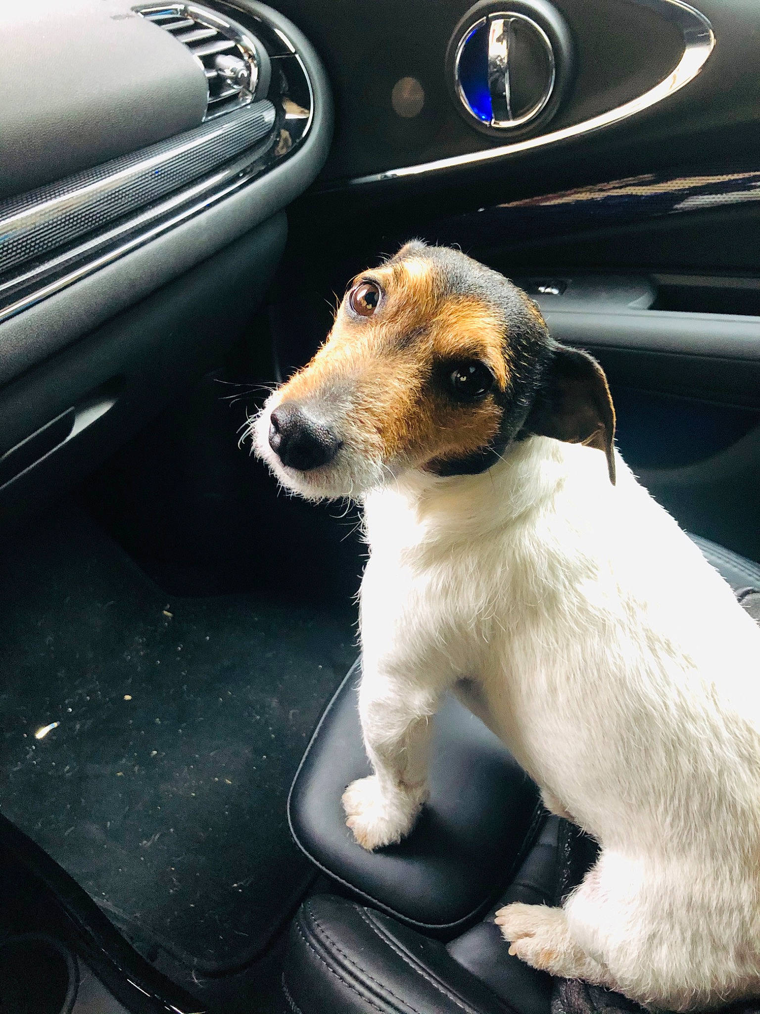 Maurice a rejoint le concours — aidez-le/la à gagner de superbes lots ! auto_part, canidae, car, carnivore, chilean_fox_terrier, companion_dog, dog, dog_breed, driving, fox_terrier, jack_russell_terrier, mammal, parson_russell_terrier, puppy, russell_terrier, smooth_fox_terrier, snout, terrier, vehicle, vehicle_door