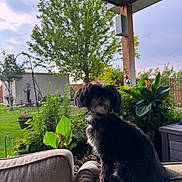 Mazie joined the competition — help win amazing prizes! dog, pet, black_dog, fluffy, long_hair, sitting, outdoor, garden, backyard, patio, furniture, couch, plants, flowers, trees, greenery, home, portrait, animal, daylight