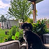 dog, pet, black_dog, fluffy, long_hair, sitting, outdoor, garden, backyard, patio, furniture, couch, plants, flowers, trees, greenery, home, portrait, animal, daylight