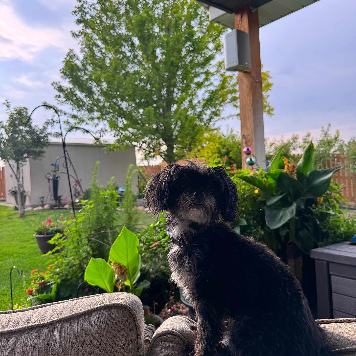 Mazie