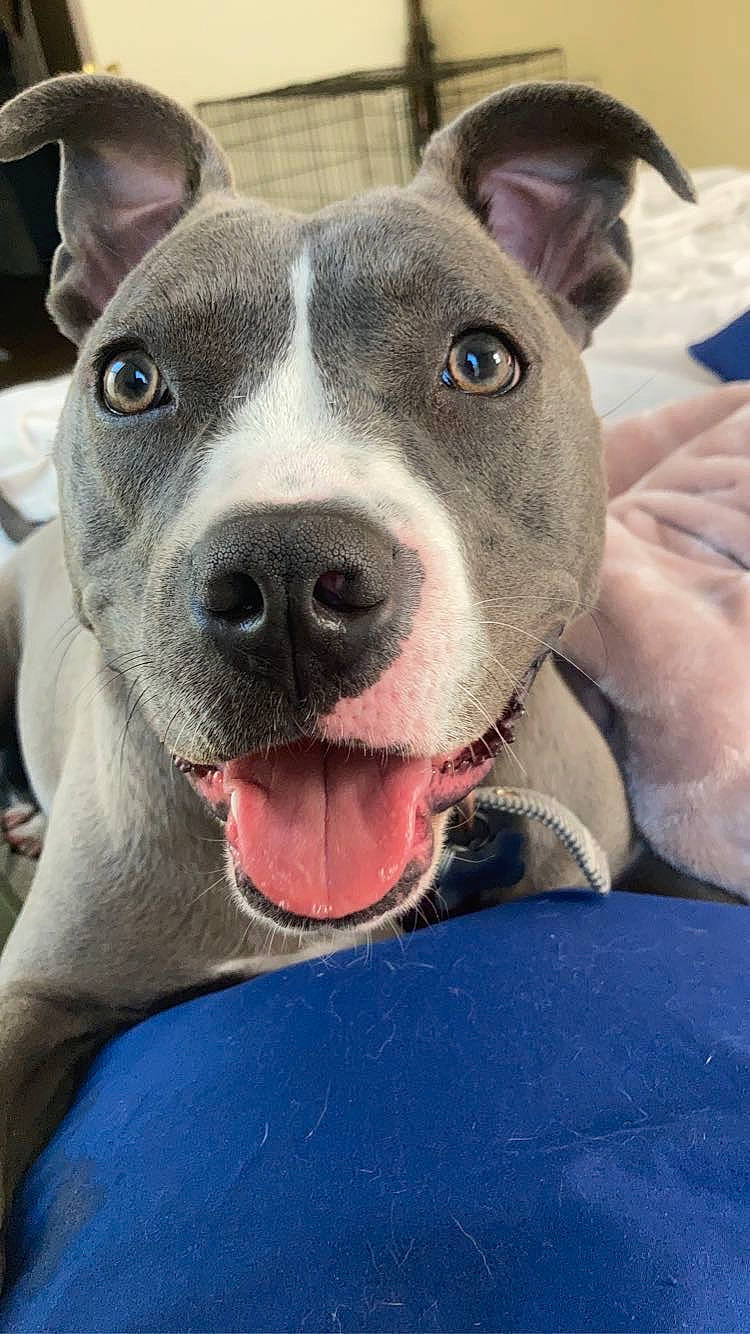 Theodora is registered to the contest to win money with this photo: carnivore, collar, comfort, companion_dog, dog, dog_breed, dog_collar, fawn, metal, non_sporting_group, snout, whiskers, working_animal