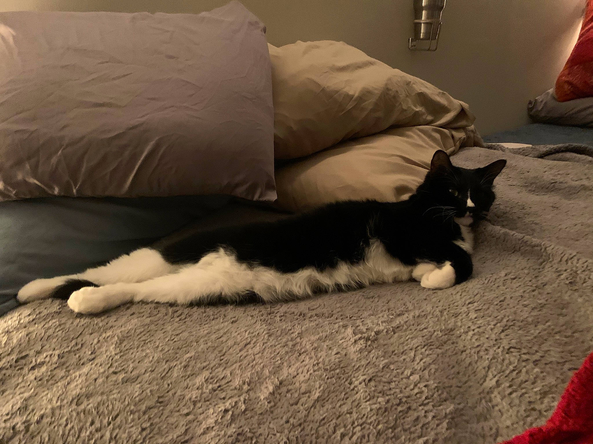 Charlie Chaplin joined the competition — help win amazing prizes! carnivore, cat, comfort, couch, domestic_short_haired_cat, felidae, floor, flooring, fur, grey, hardwood, human_leg, linens, living_room, room, small_to_medium_sized_cats, tail, tints_and_shades, whiskers, wood