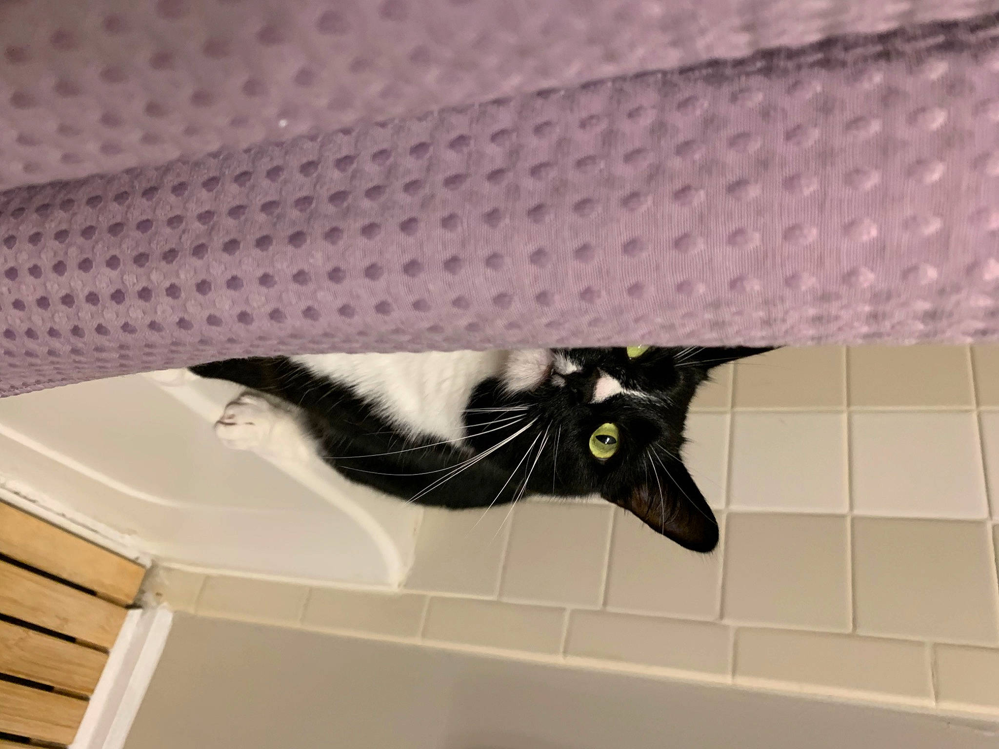 Charlie Chaplin joined the competition — help win amazing prizes! black_cat, carnivore, cat, domestic_short_haired_cat, felidae, flooring, fur, grey, linens, material_property, paper, pattern, pet_supply, rectangle, room, small_to_medium_sized_cats, snout, tail, whiskers