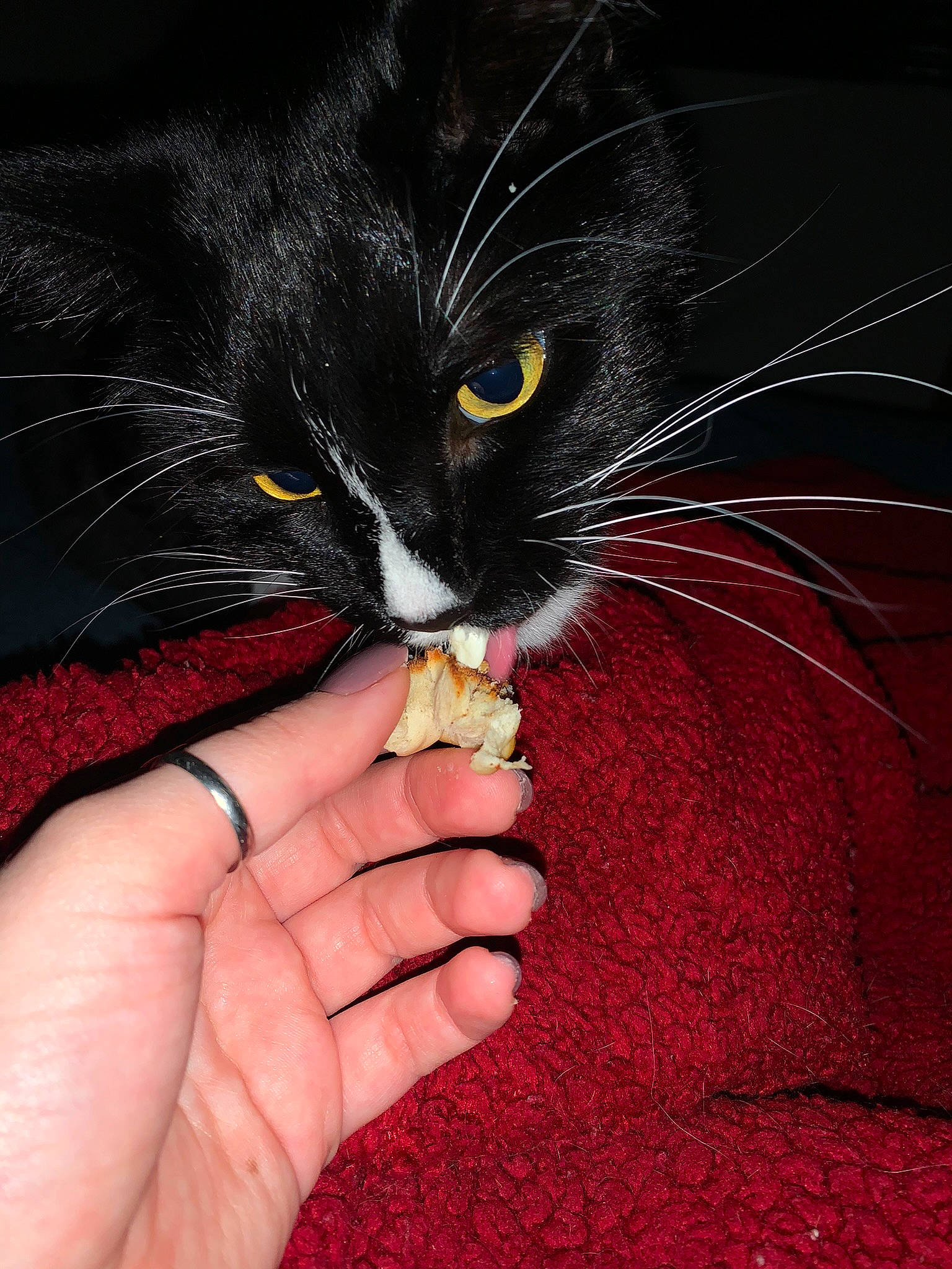 Charlie Chaplin joined the competition — help win amazing prizes! black_cat, black_hair, carnivore, cat, claw, close_up, comfort, domestic_short_haired_cat, felidae, finger, fur, gesture, hand, nail, small_to_medium_sized_cats, snout, tail, thumb, whiskers