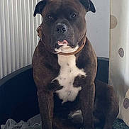 Oxmo participe au concours pour gagner de l'argent avec cette photo : dog, brindle_coat, pet_bed, blanket, curtain, radiator, indoor, pet, canine, sitting, collar, calm, attentive, furniture, home, cozy, animal, resting, domestic, companion