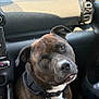 Oxmo participe au concours pour gagner de l'argent avec cette photo : dog, brindle, pet, car_interior, seat, collar, closeup, brown_eyes, looking_up, head_tilt, animal, companion, domestic_animal, canine, vehicle, human_leg, leather, dashboard, seatbelt, window