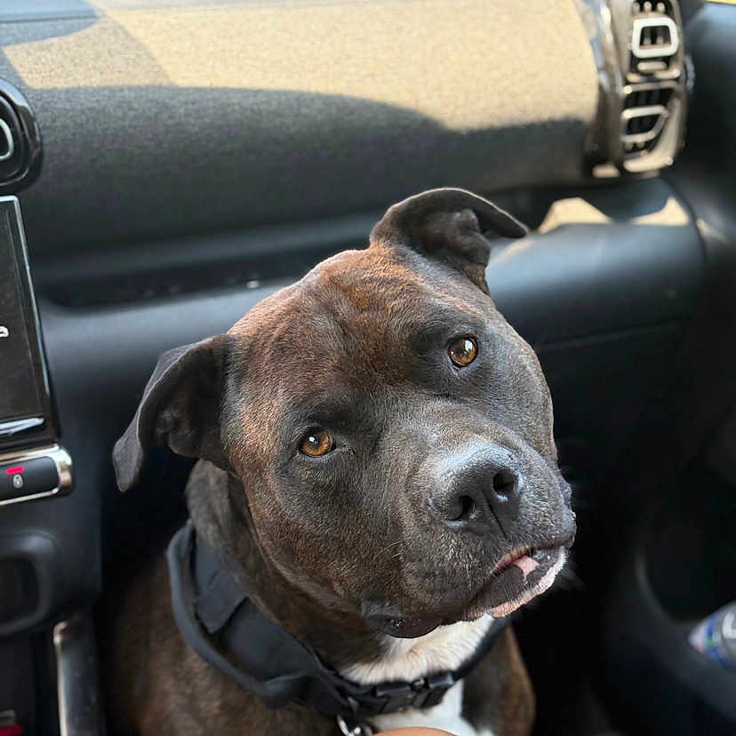 Oxmo participe au concours pour gagner de l'argent avec cette photo : animal, brindle, brown_eyes, canine, car_interior, closeup, collar, companion, dashboard, dog, domestic_animal, head_tilt, human_leg, leather, looking_up, pet, seat, seatbelt, vehicle, window