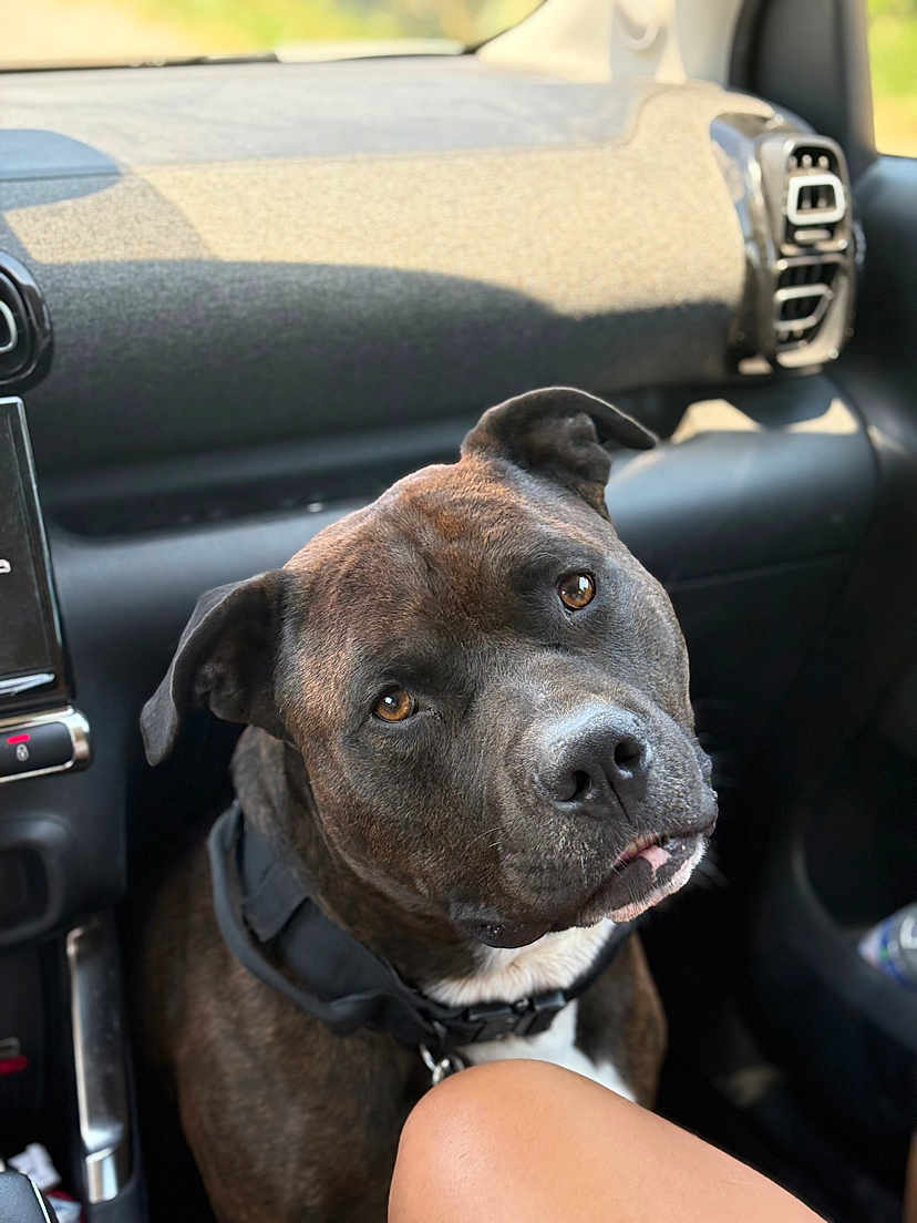 Oxmo participe au concours pour gagner de l'argent avec cette photo : dog, brindle, pet, car_interior, seat, collar, closeup, brown_eyes, looking_up, head_tilt, animal, companion, domestic_animal, canine, vehicle, human_leg, leather, dashboard, seatbelt, window