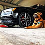 Ruffles joined the competition — help win amazing prizes! black_car, brown_dog, calm, canine, car, collar, concrete_floor, dog, domestic_animal, garage, indoor, leash, pet, reflection, resting, side_view, tire, transportation, vehicle, wheel